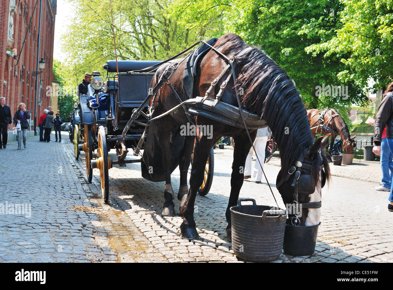 Cavalli a riposo vicino a Minnewater lago in Brugge Belgio Foto Stock