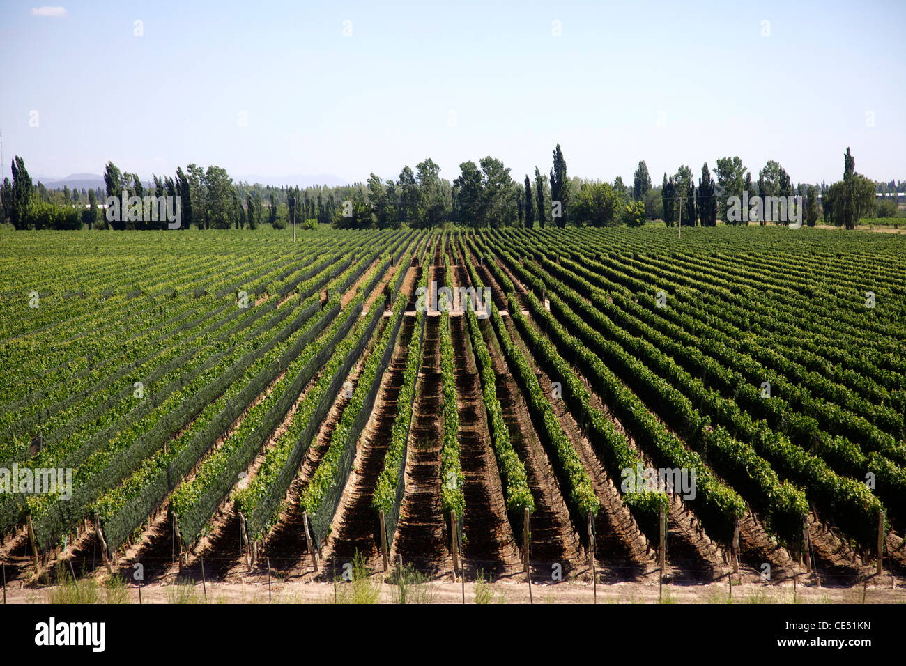 Mendoza Foto Stock