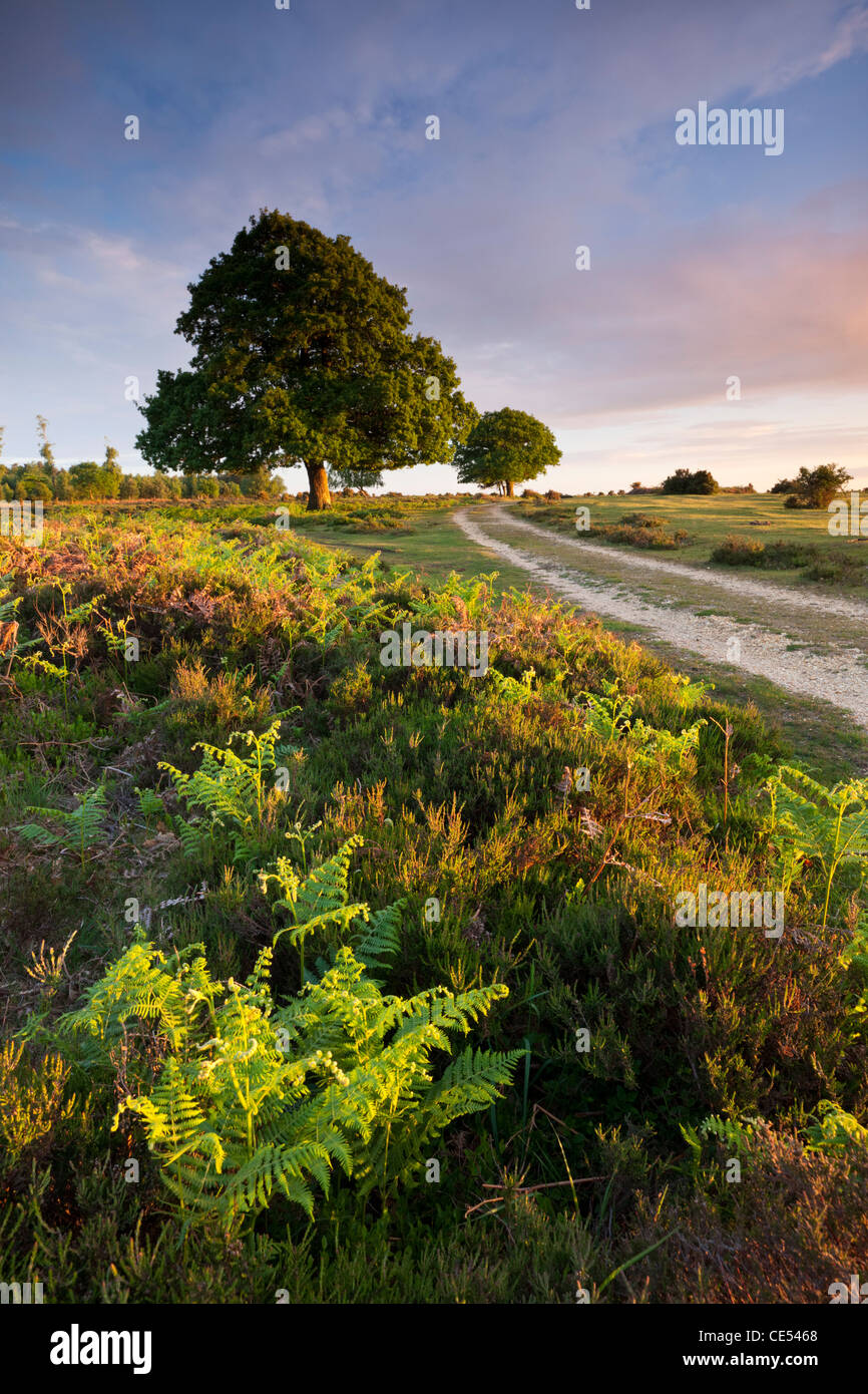 Alberi e bracken su la Nuova Foresta brughiera in primavera, Hampshire, Inghilterra. Molla (maggio) 2011. Foto Stock