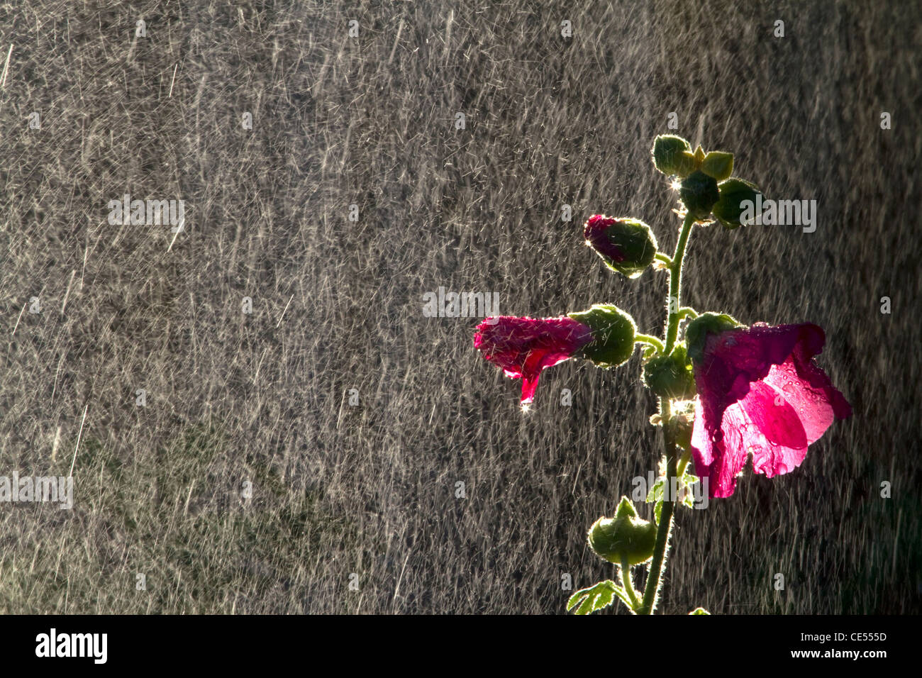 Hollyhock pianta flowering essendo irrigata da un irrigatore a Boise, Idaho, Stati Uniti d'America. Foto Stock
