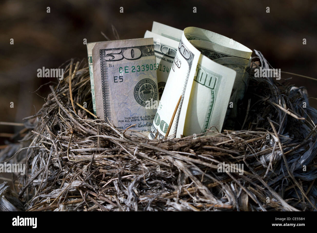 Un nido di uccelli pieno di soldi americani. Foto Stock