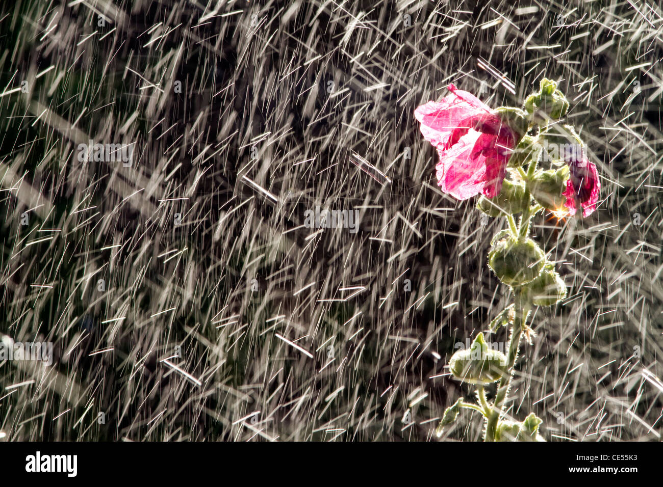 Hollyhock pianta flowering essendo irrigata da un irrigatore a Boise, Idaho, Stati Uniti d'America. Foto Stock