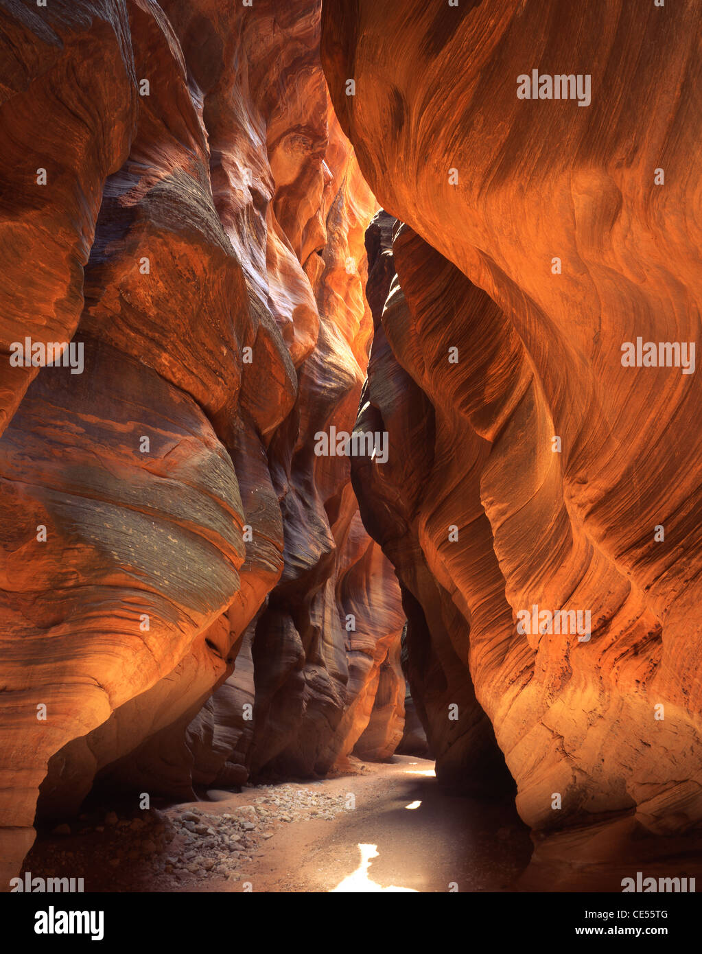 Daino slot Gulch canyon in Vermillion Cliffs National Monument nel sud dello Utah. 8 mile asola collega con Paria River Foto Stock