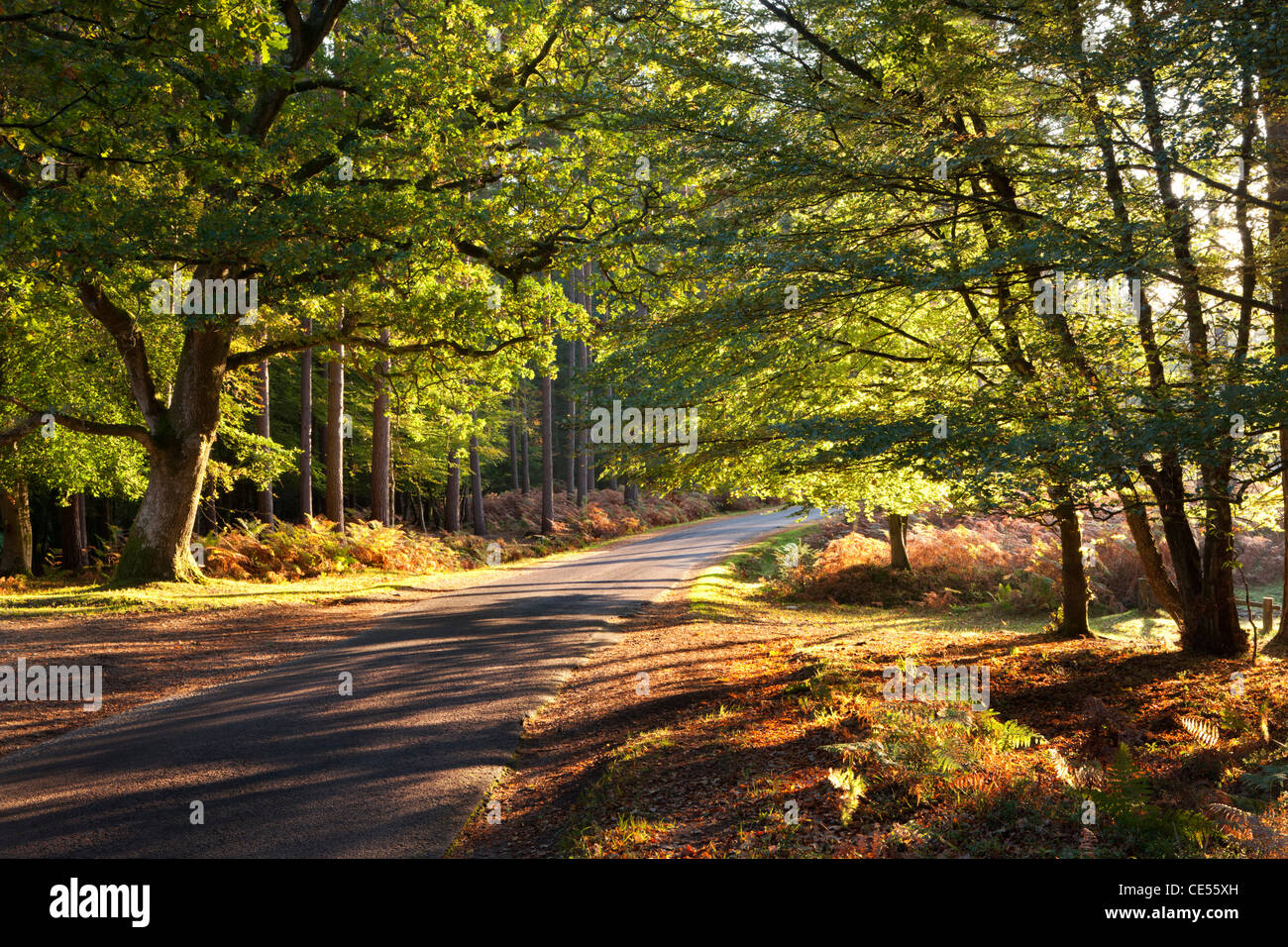 Strada forestale attraverso gli alberi autunnali, New Forest, Hampshire, Inghilterra. In autunno (ottobre 2011). Foto Stock