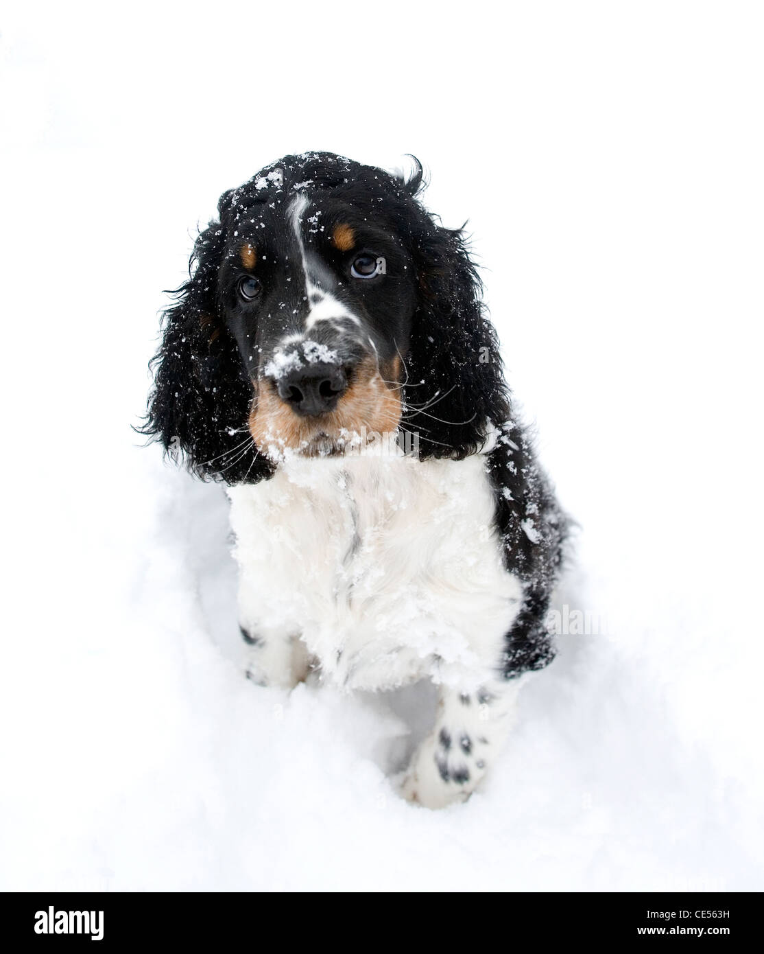 Indie, la English Springer spaniel cucciolo e la sua prima gita sulla neve, ha una quizzical, espressione divertente come egli guarda in alto. Foto Stock