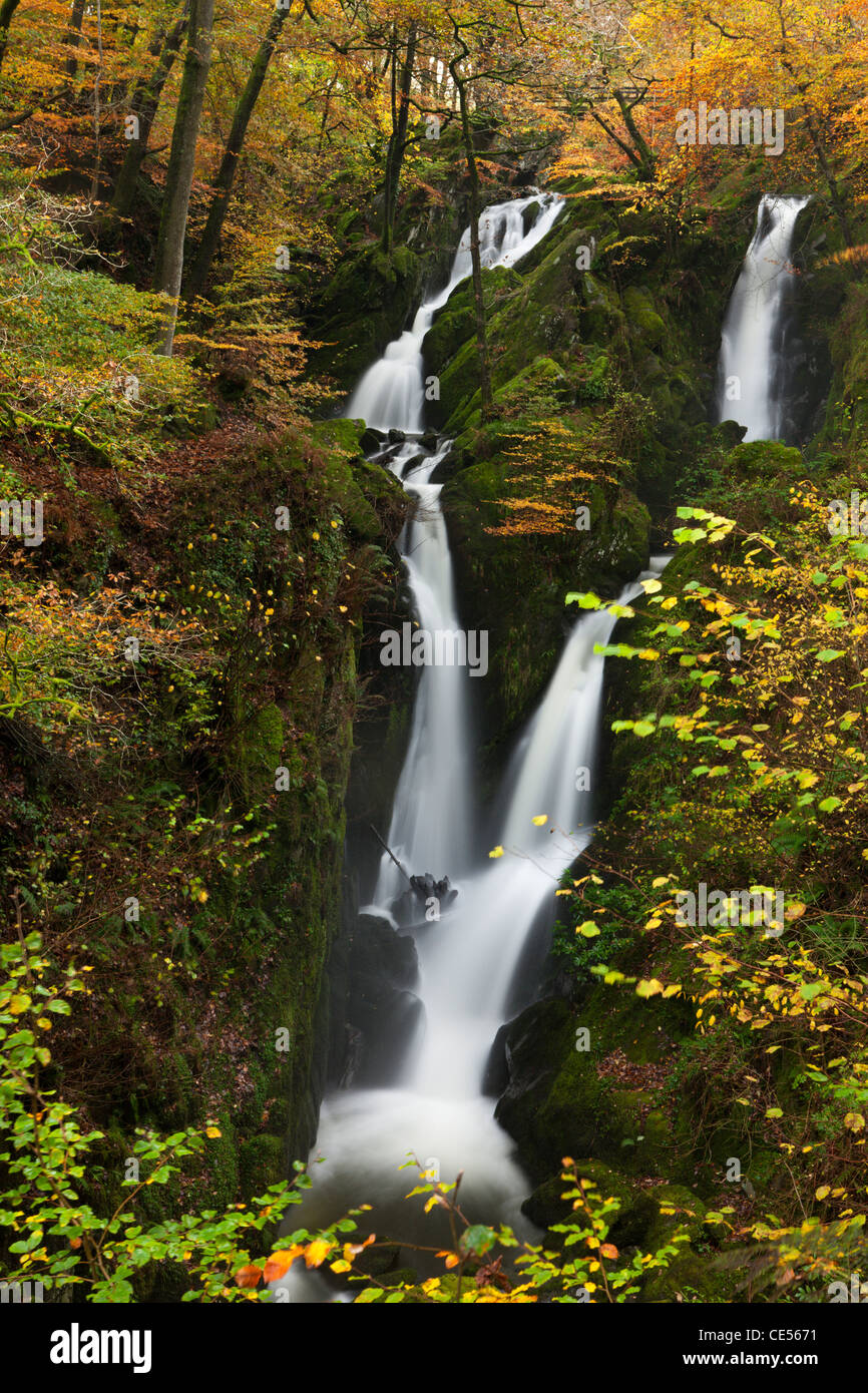 Magazzino Ghyll vigore cascata vicino a Ambleside nel distretto del lago, Cumbria, Inghilterra. In autunno (novembre 2011). Foto Stock