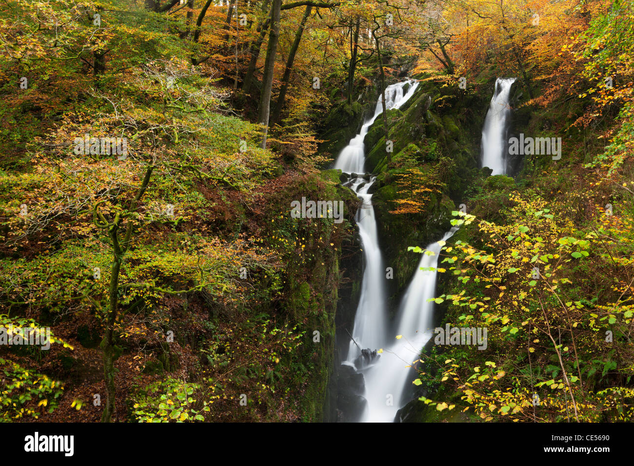 Magazzino Ghyll vigore cascata circondata da fogliame di autunno, Ambleside, Lake District, Cumbria, Inghilterra. In autunno (novembre 2011). Foto Stock