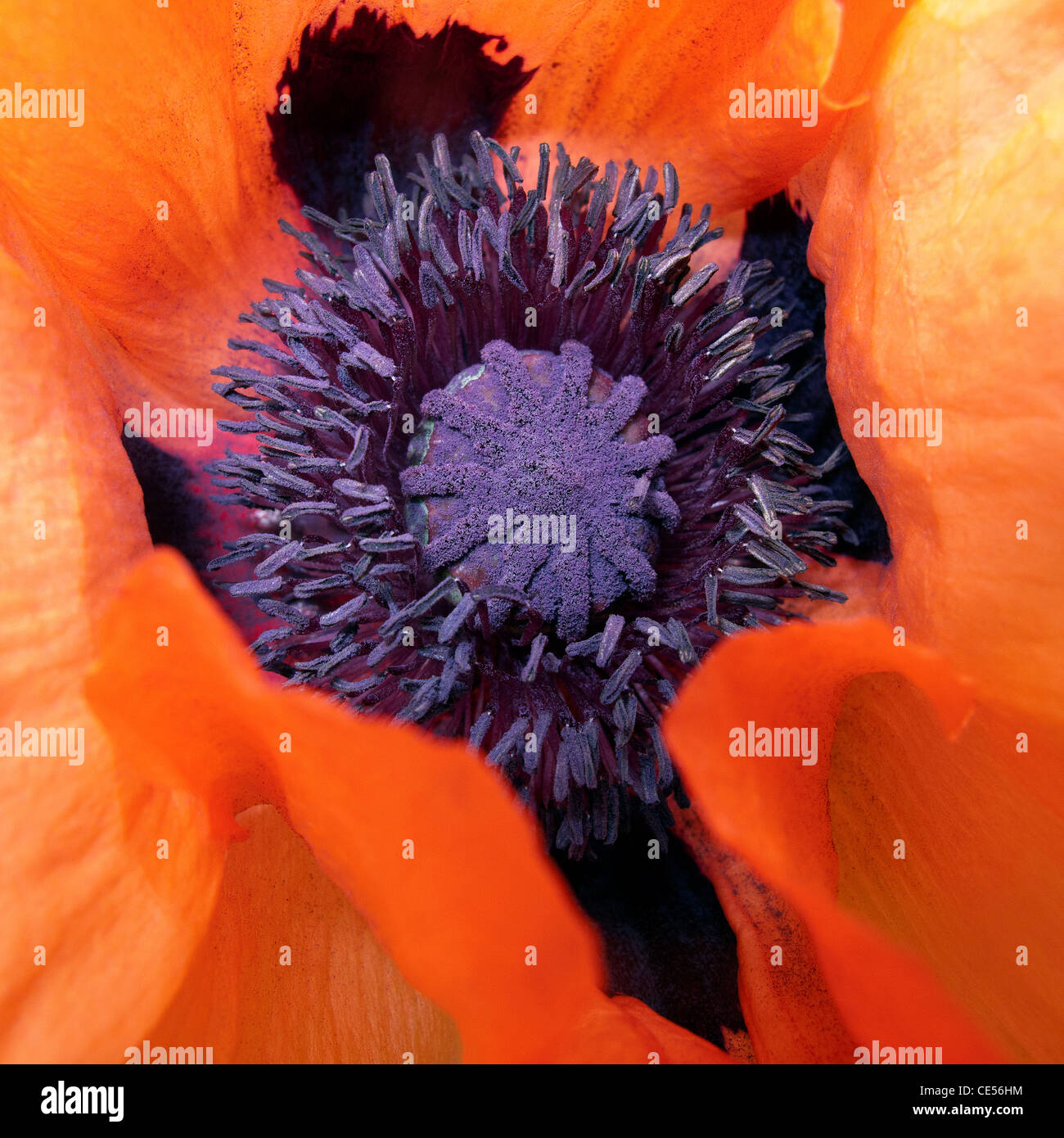 Rosso. Macro shot del cuore di una coccinella Papavero (Papaver Orientale) vibrante colore, la texture e la qualità scultorea. Foto Stock