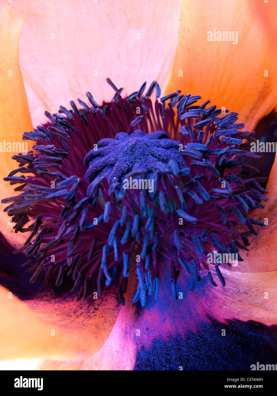 Macro shot del cuore di una coccinella Papavero (Papaver Orientale) vibrante colore, la texture e la qualità scultorea. Foto Stock