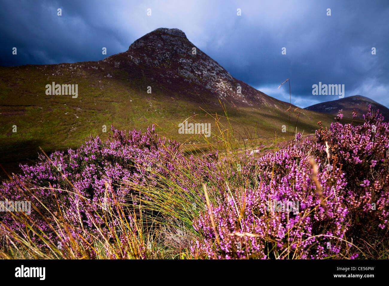 Wild Heather a Doan nella Mourne Mountains, Co. Down, Irlanda del Nord Foto Stock