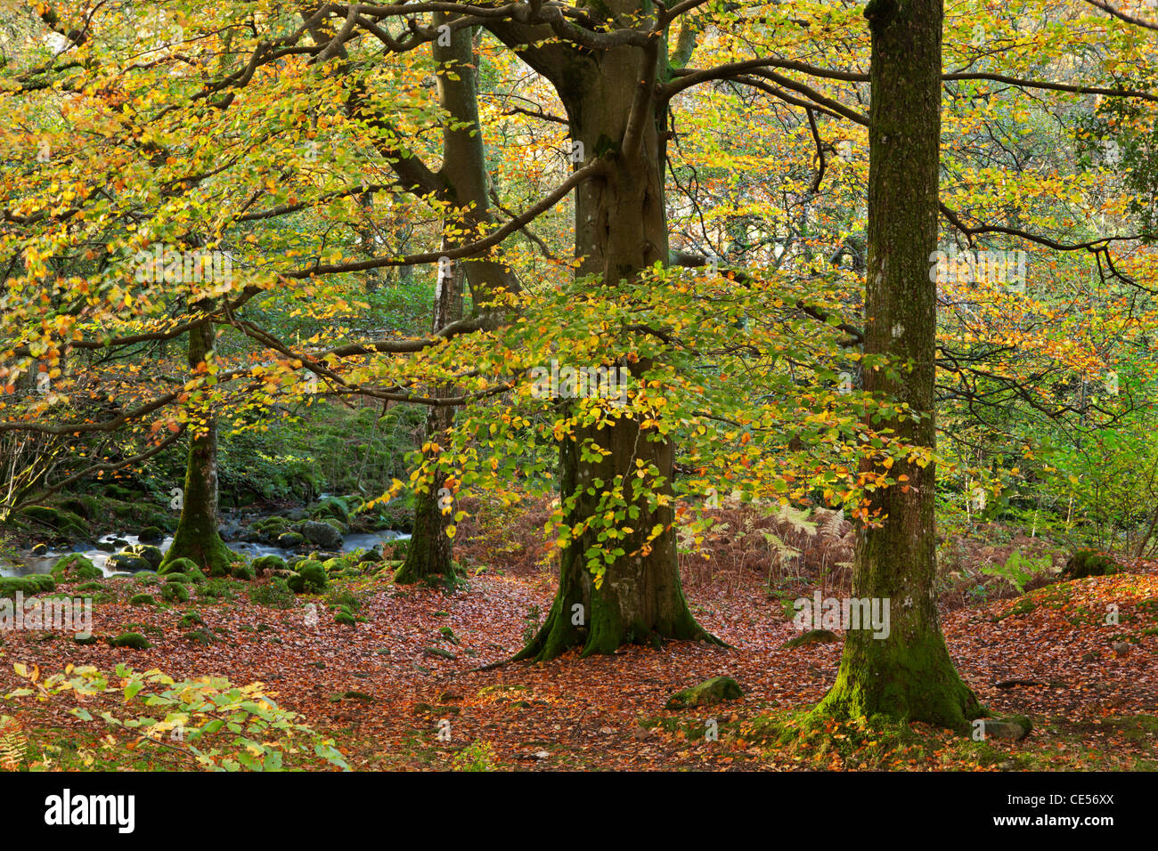 Alberi con bei colori autunnali in legno Strutta, Lake District, Cumbria, Inghilterra. In autunno (Novembre) 2011 Foto Stock
