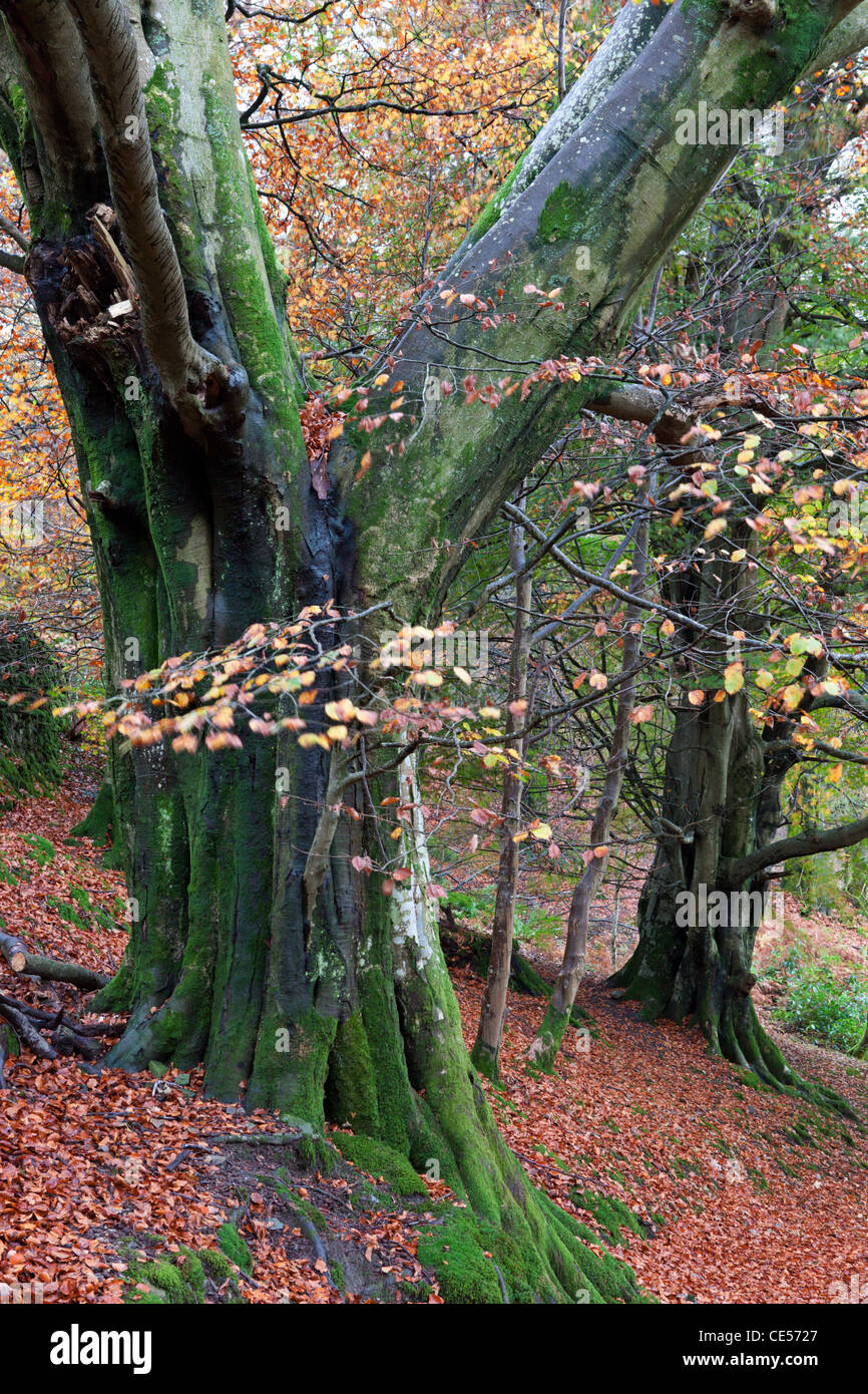 Bosco autunnale scena vicino a Grasmere, Lake District, Cumbria, Inghilterra. In autunno (novembre 2011). Foto Stock