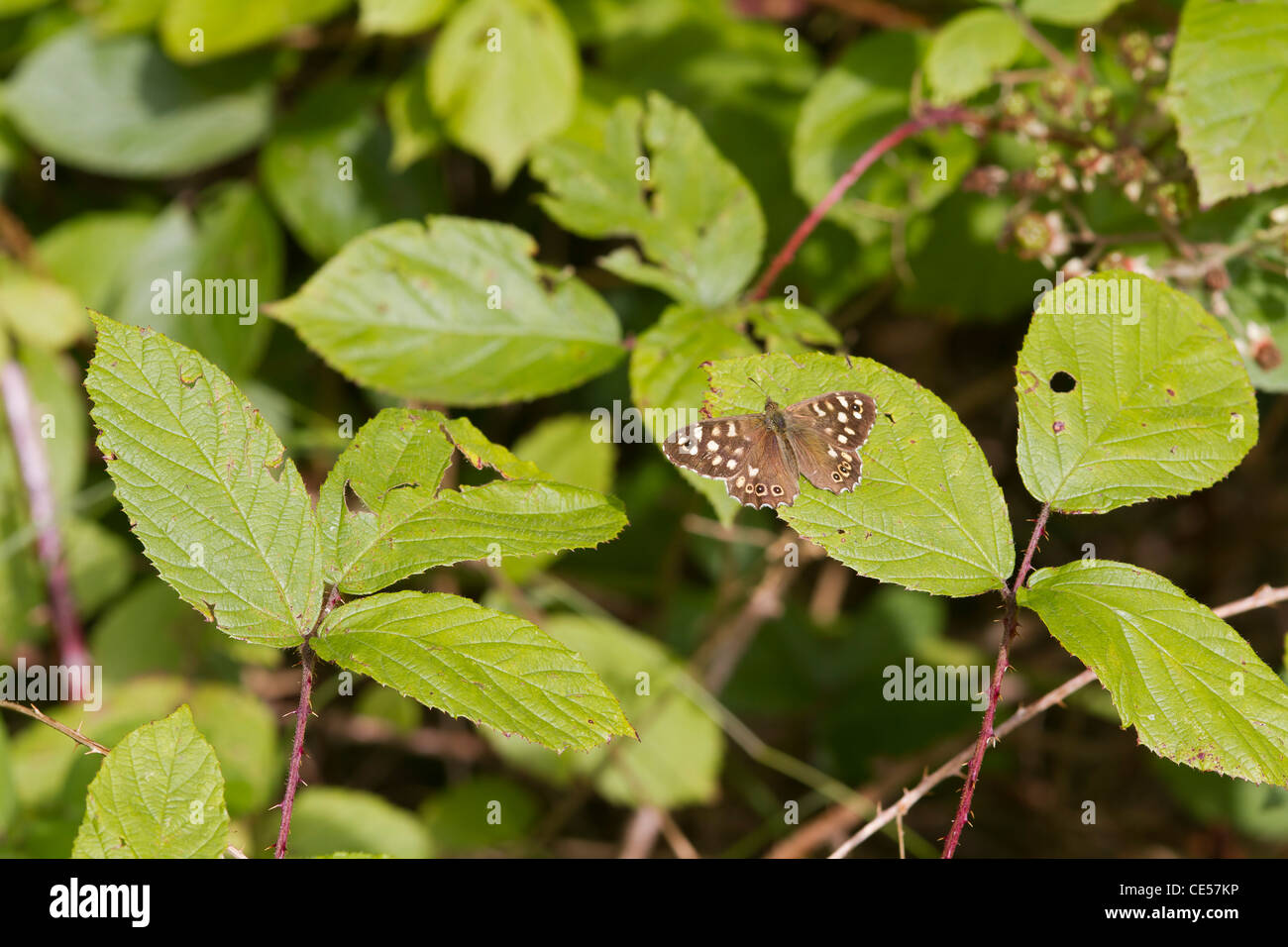 Chiazzato di legno (farfalla Pararge aegeria) arroccato su una foglia Foto Stock