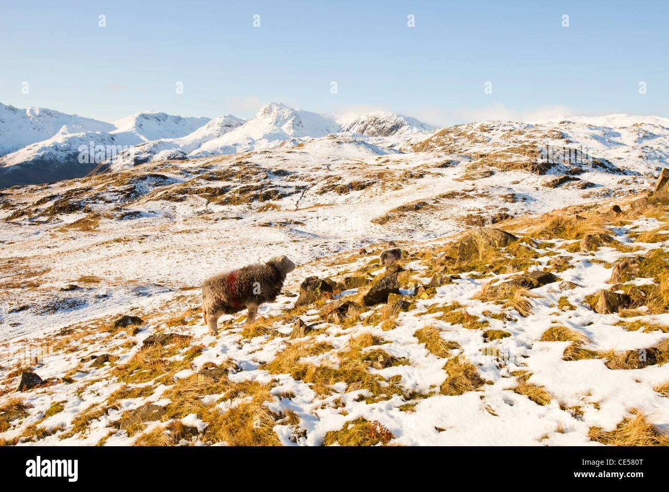 The Langdale Pikes da argento Howe nel distretto del lago, Regno Unito, con un Herdwick sheep. Foto Stock