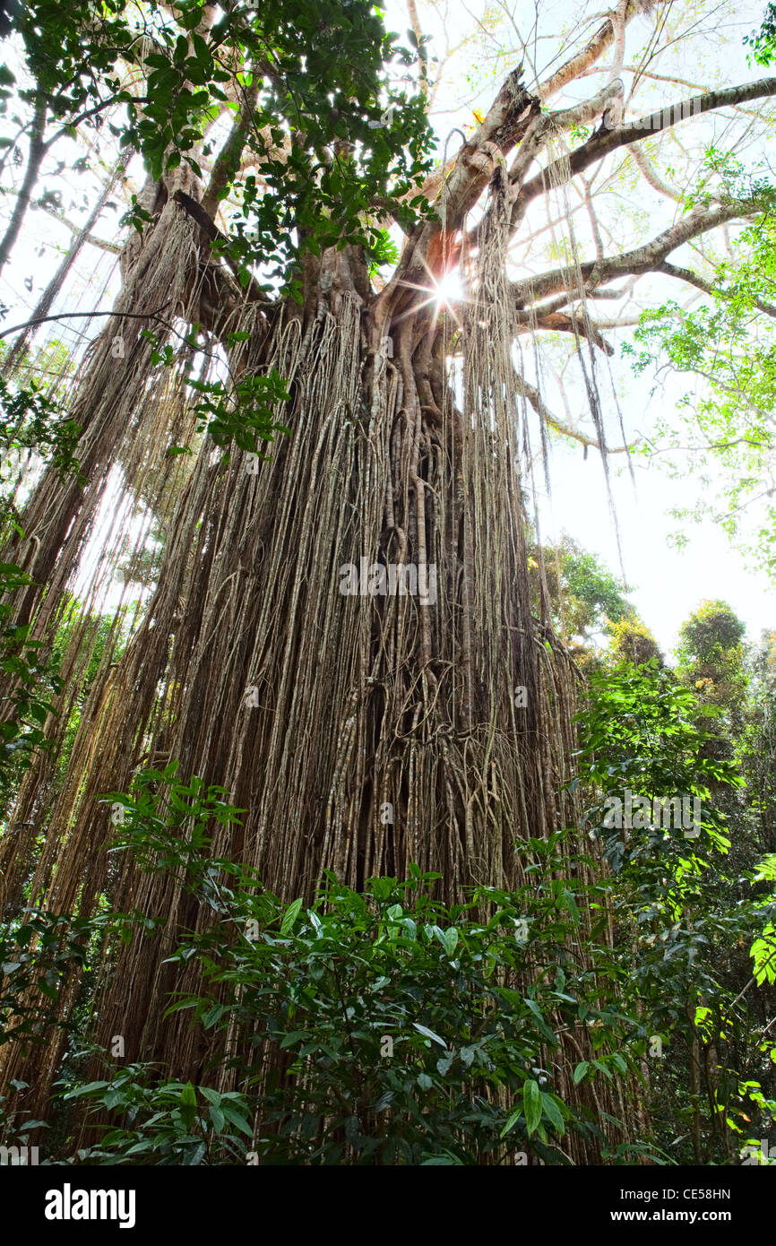 La foresta pluviale tropicale albero con il sole che splende attraverso la tettoia curtain fig tree in Atherton Tabellands Queensland Australia Foto Stock