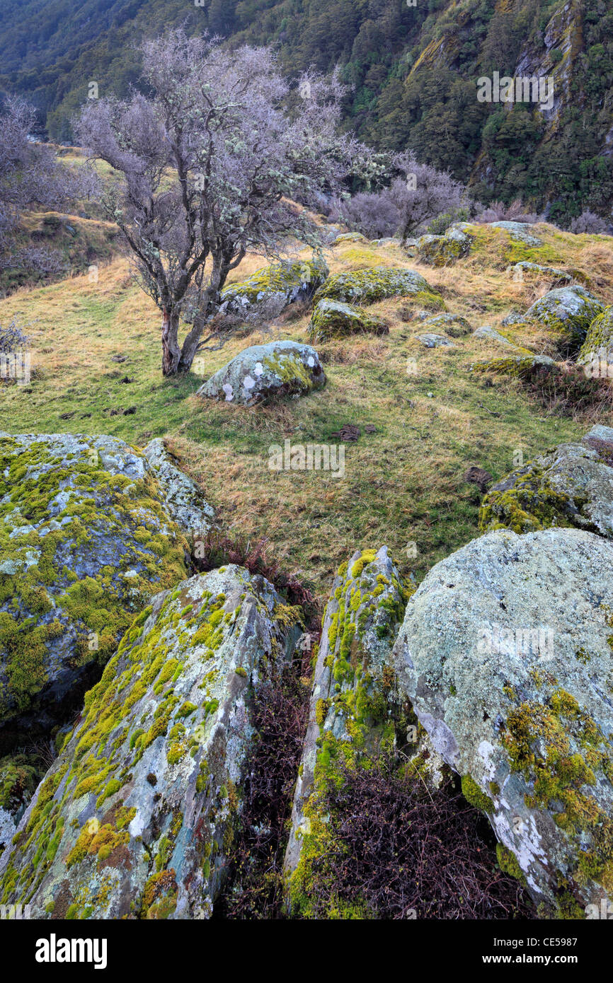 Moss-coperta di rocce e alberi sfrondato lungo il fiume Matukituki trail in Mt Aspiring National Park Foto Stock