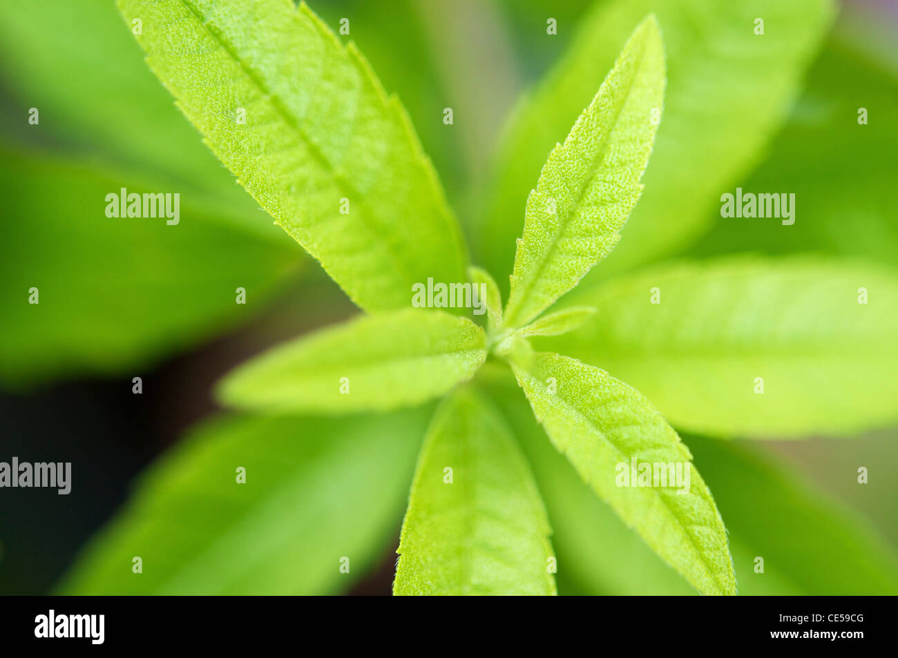 Il fogliame di un limone Verbena (Aloysia citrodora) impianto. Foto Stock