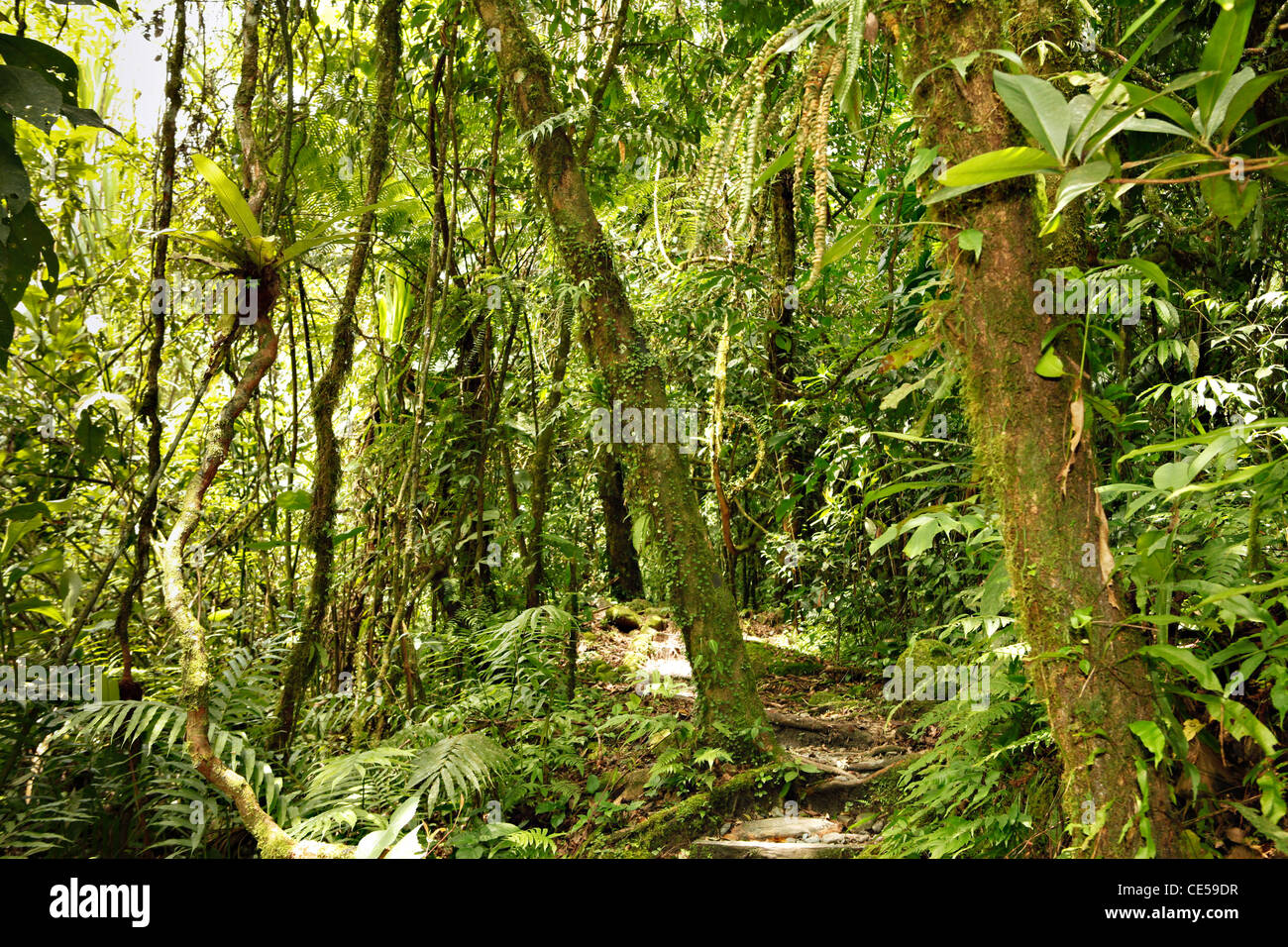 Nella giungla del boliviano pre la foresta pluviale di montagna nel Parque Carascu Foto Stock