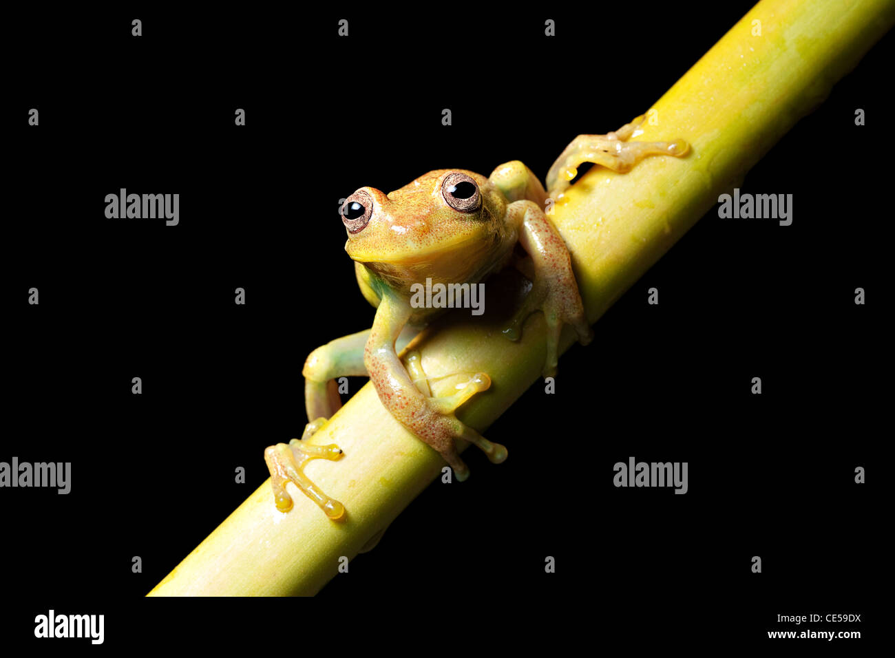 Raganella dendropsophus punctatus pronto al grande salto nella foresta pluviale boliviano stagno Foto Stock