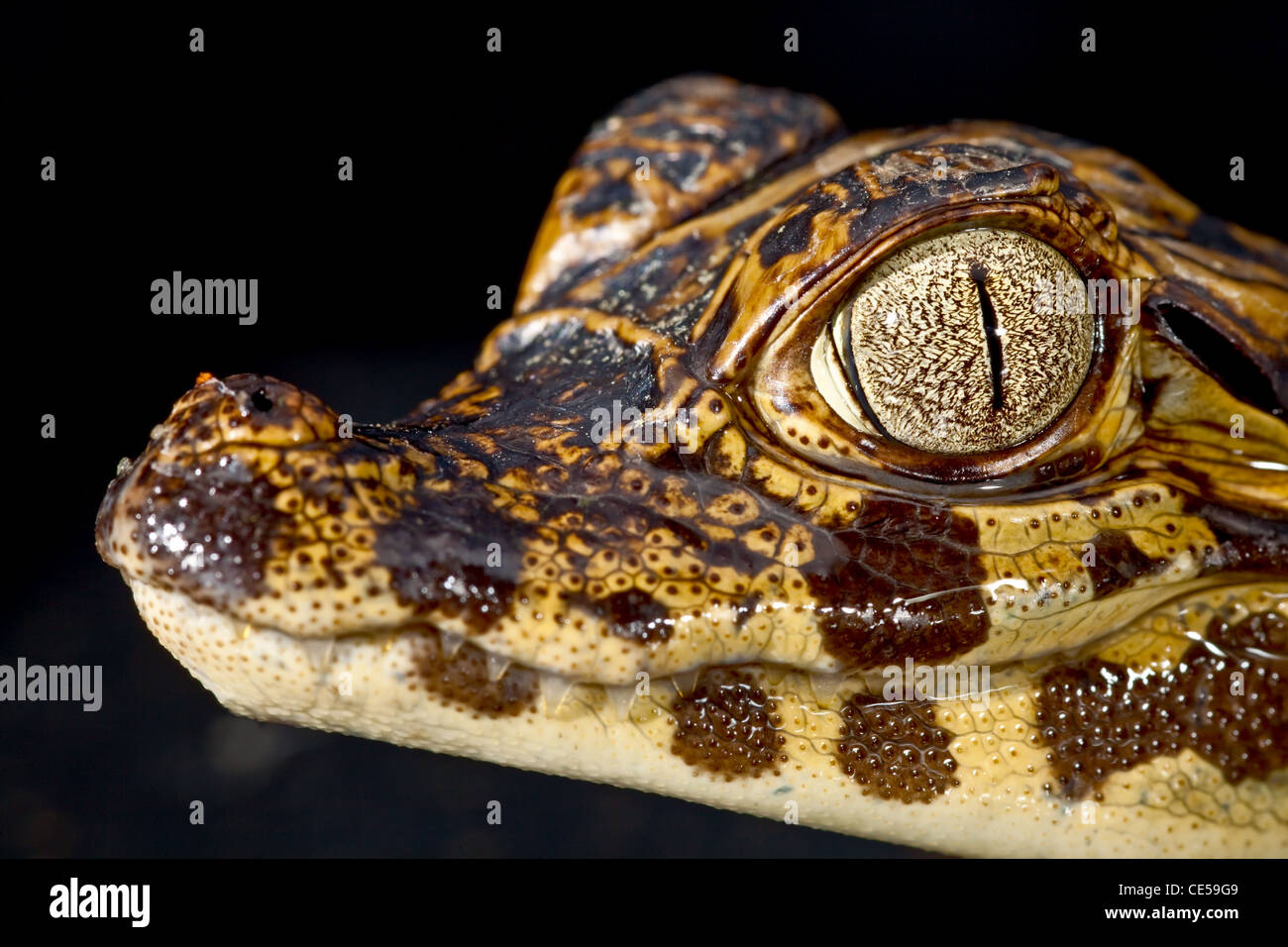 Cayman Reptile Eye dettaglio coccodrillo Foto Stock