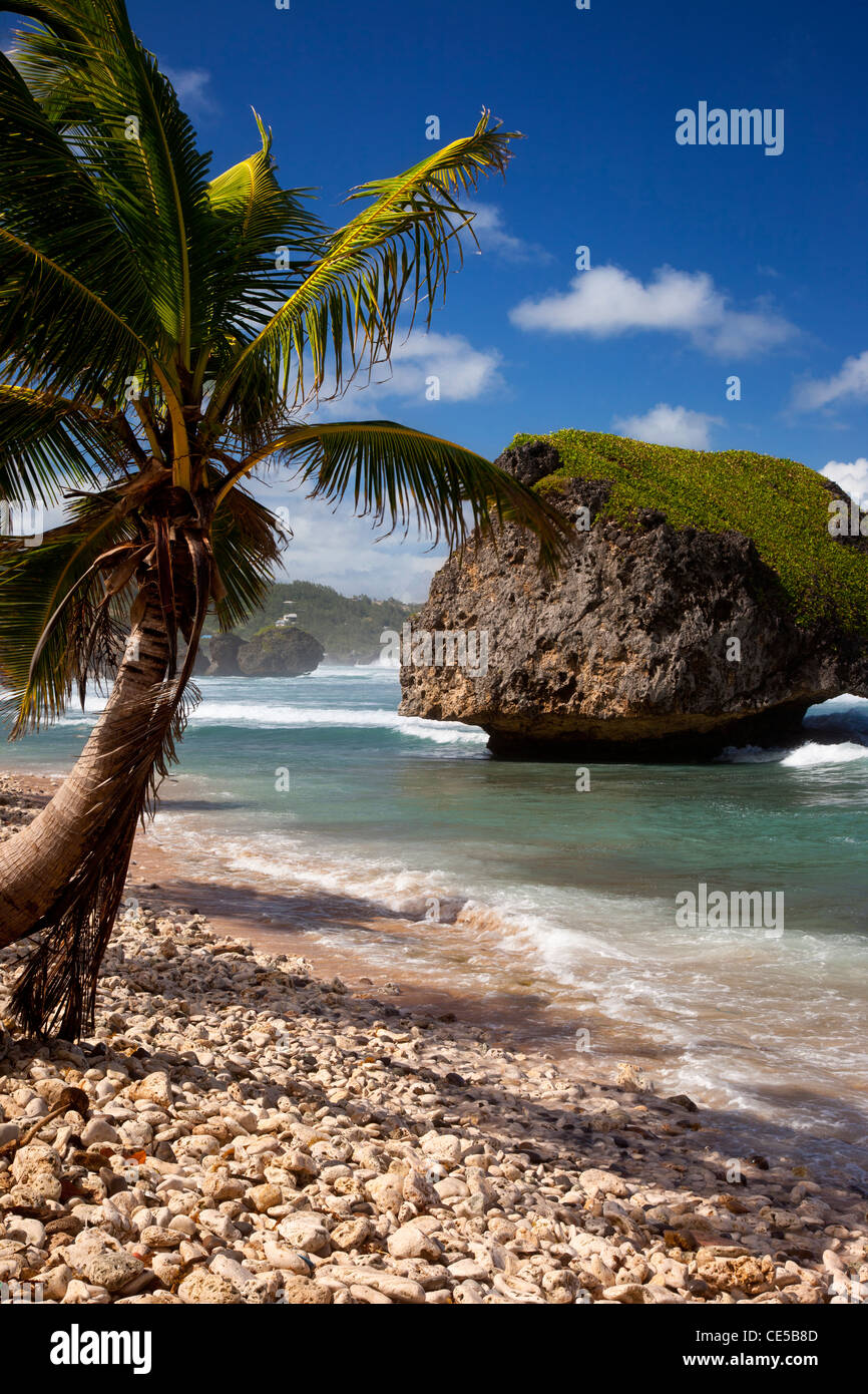 Betsabea roccia lungo la costa orientale di Barbados, West Indies Foto Stock