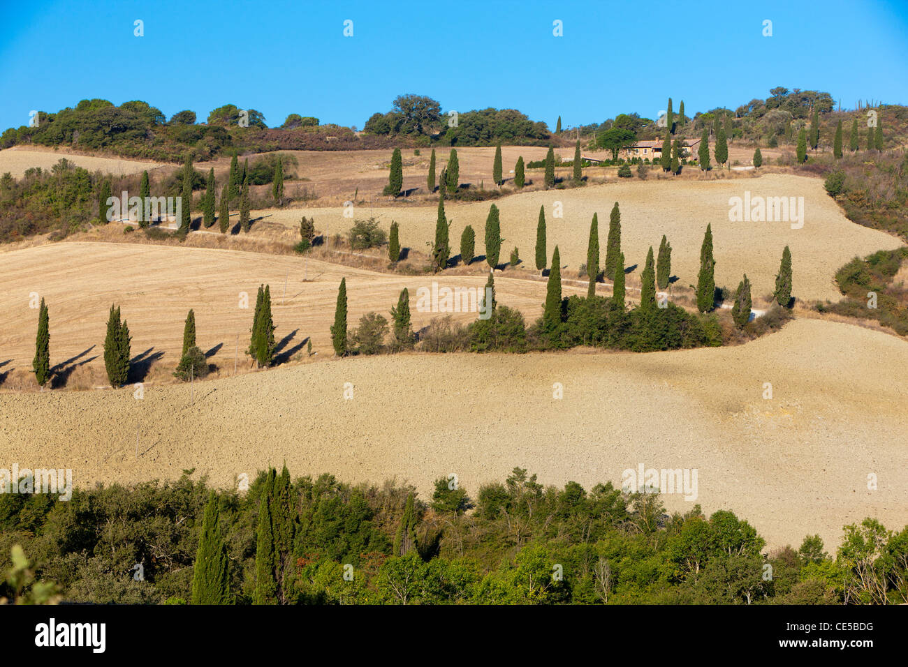 Paesaggio di rotolamento vicino a Sant'Albino, provincia di Siena, Toscana, Italia, Europa Foto Stock