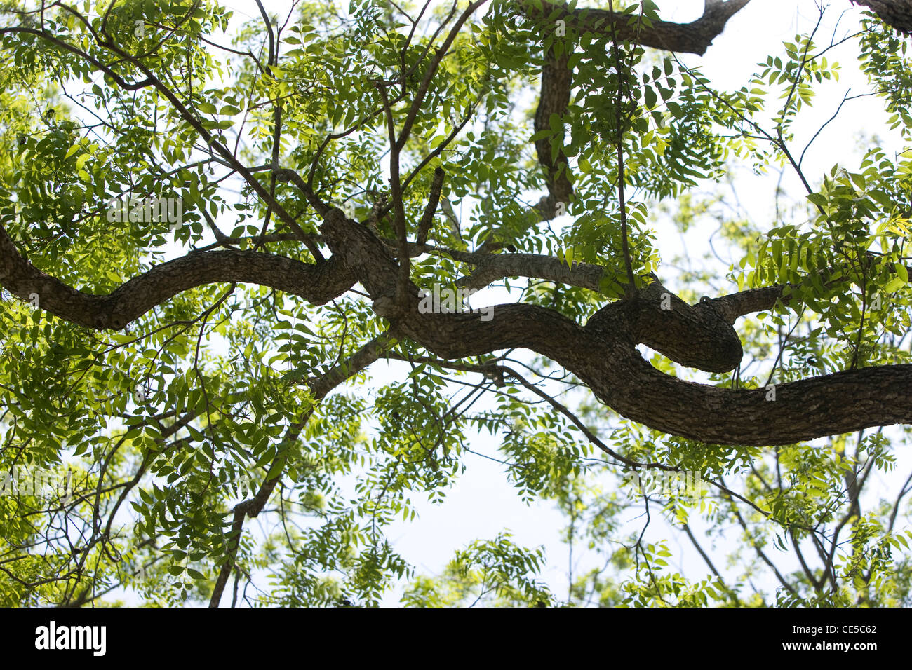 Live Oak Tree in primavera di Austin in Texas Foto Stock