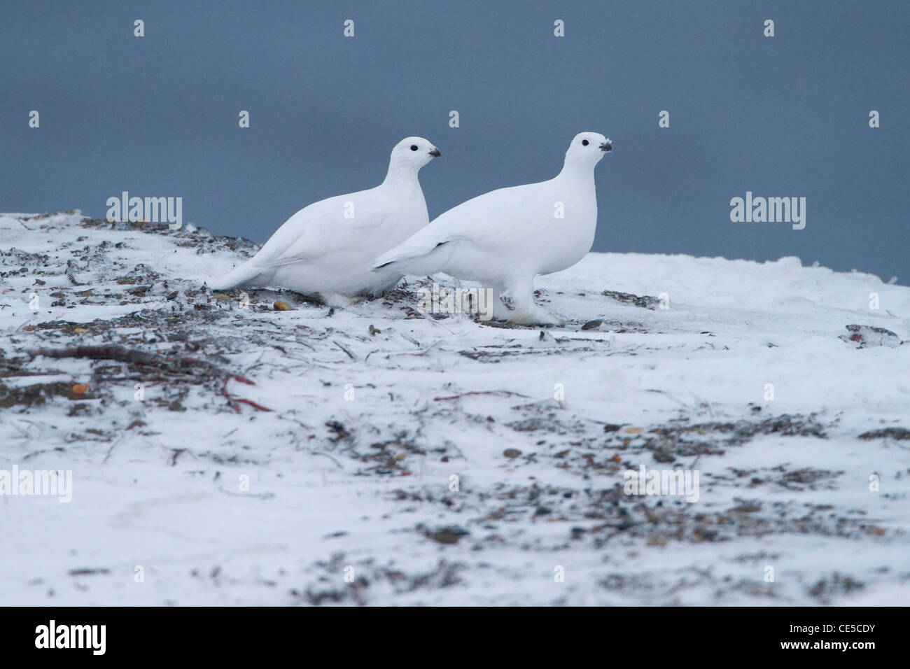 Willow Ptarmigan (Lagopus lagopus) in inverno piumaggio alimentando in neve sulla spiaggia di Kaktovik, Isola di baratto, Alaska nel mese di ottobre Foto Stock