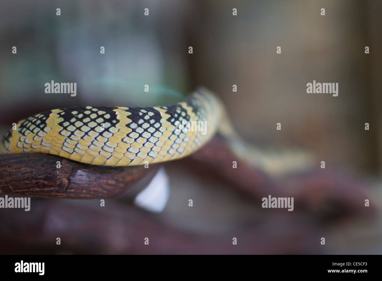 Pit vipere nel Tempio del Serpente di Azure Cloud, Bayan Lepas, Penang, Malaysia Foto Stock