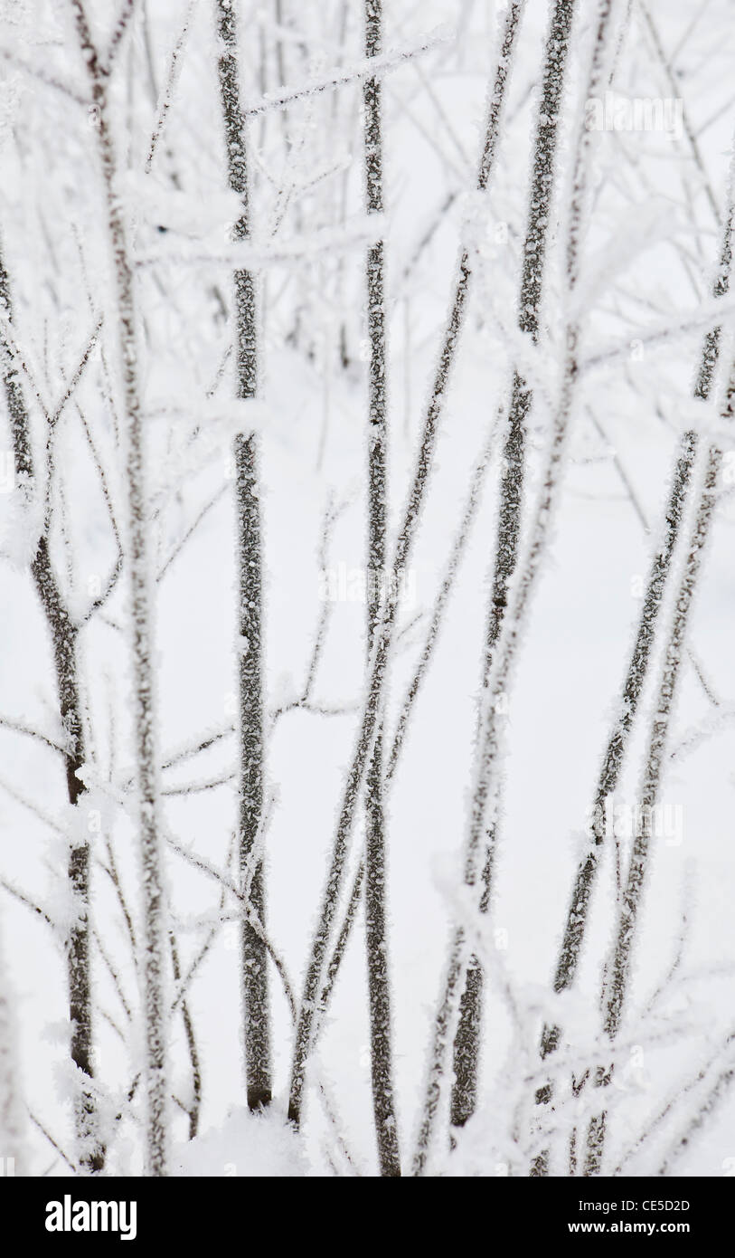 Una vista di inverno coperto di vegetazione in uno spesso strato di brina con la neve dietro. Stato di Washington, USA. Foto Stock