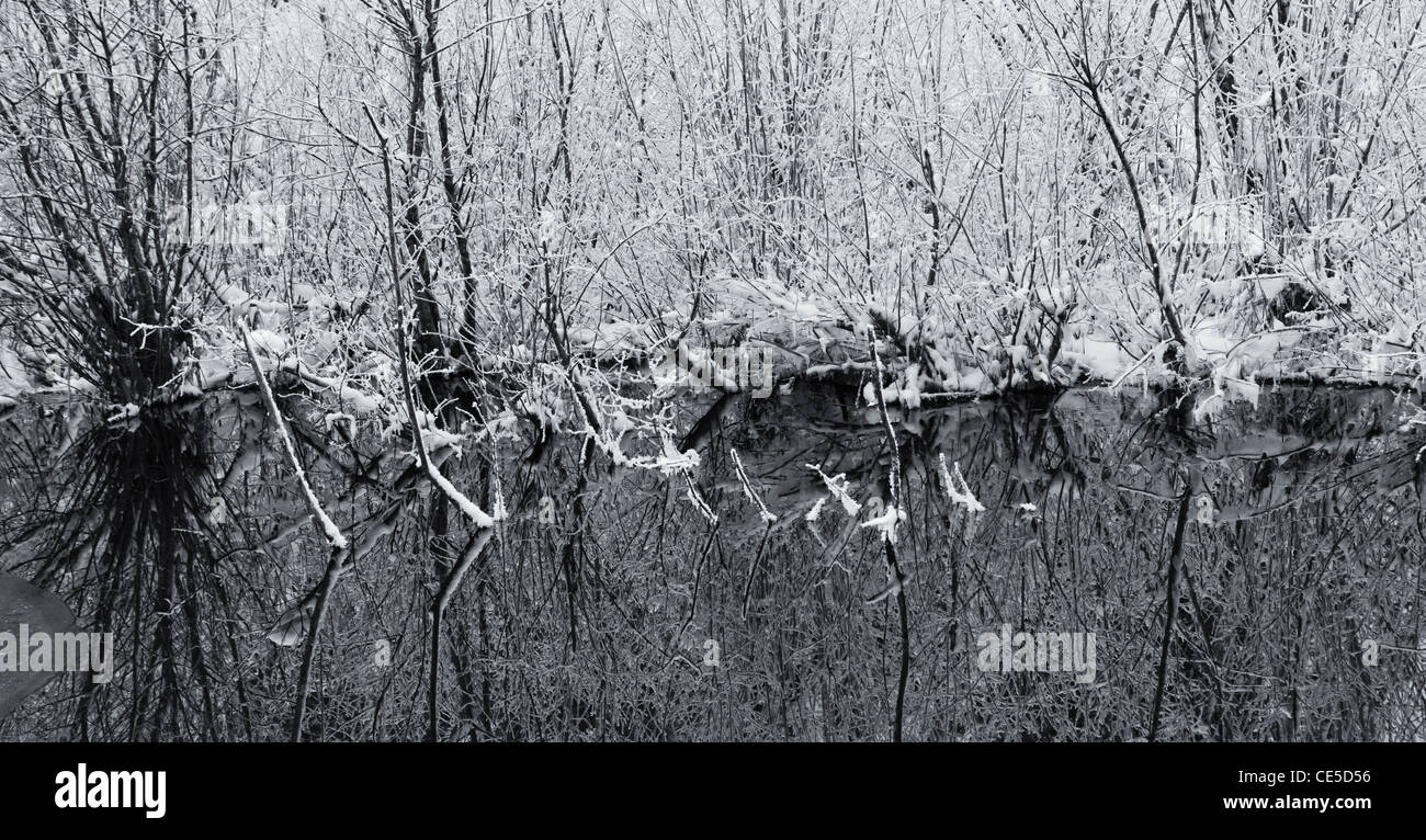 Coperte di neve che riflette la vegetazione in uno stagno. Foto Stock