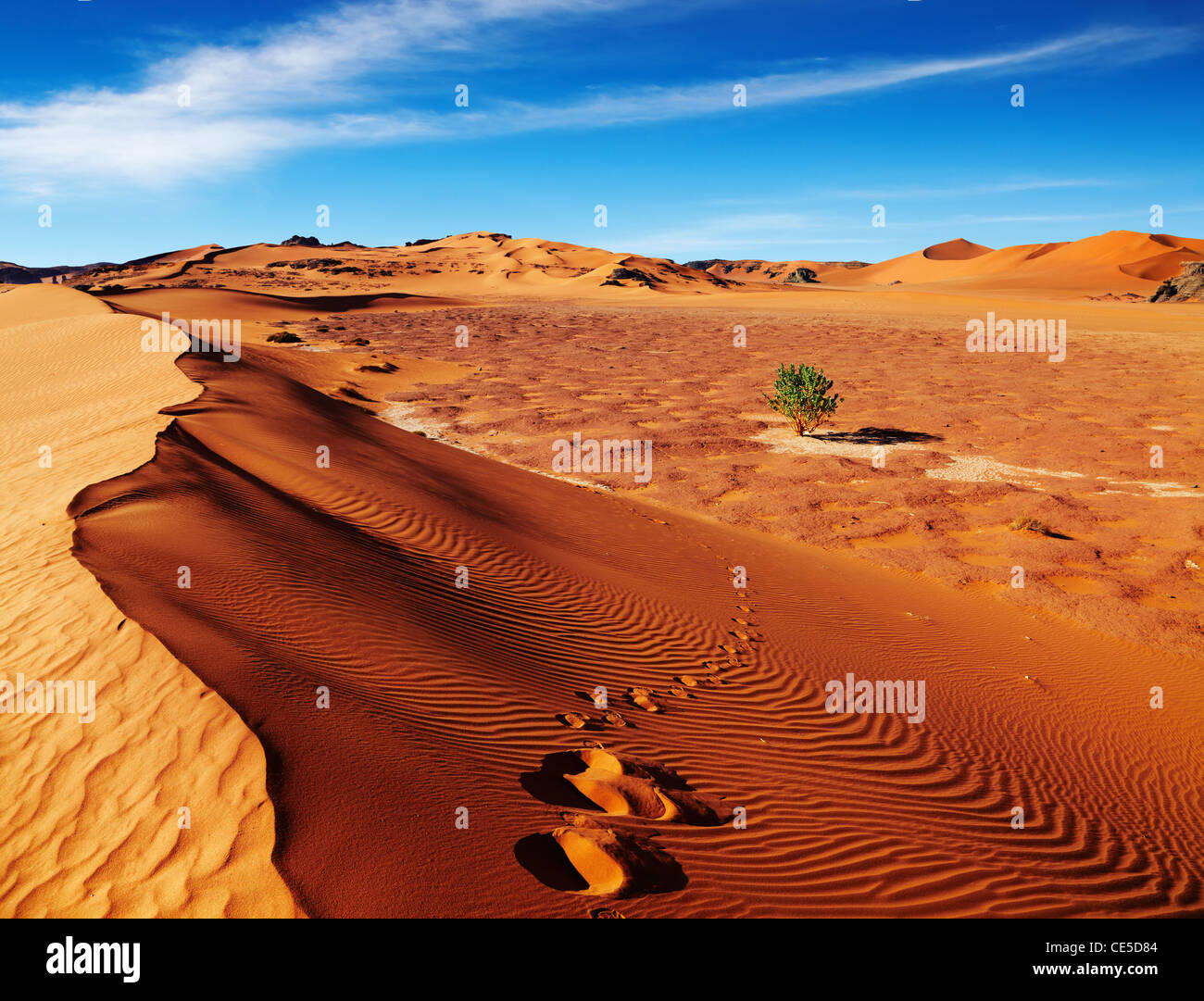 Unico albero nel deserto del Sahara, Algeria Foto Stock