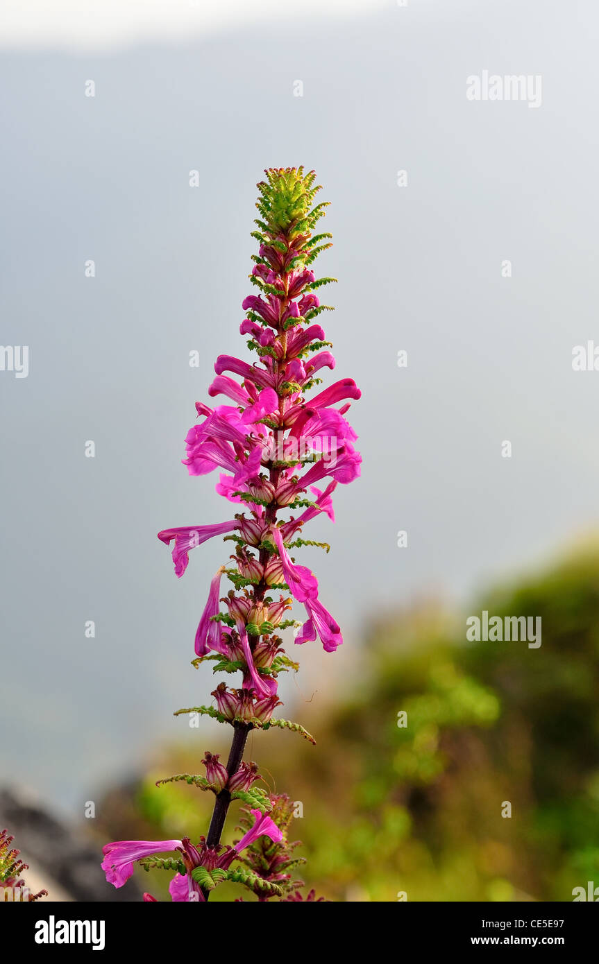 Raro fiore di montagna ChiangDao, Thailandia Foto Stock