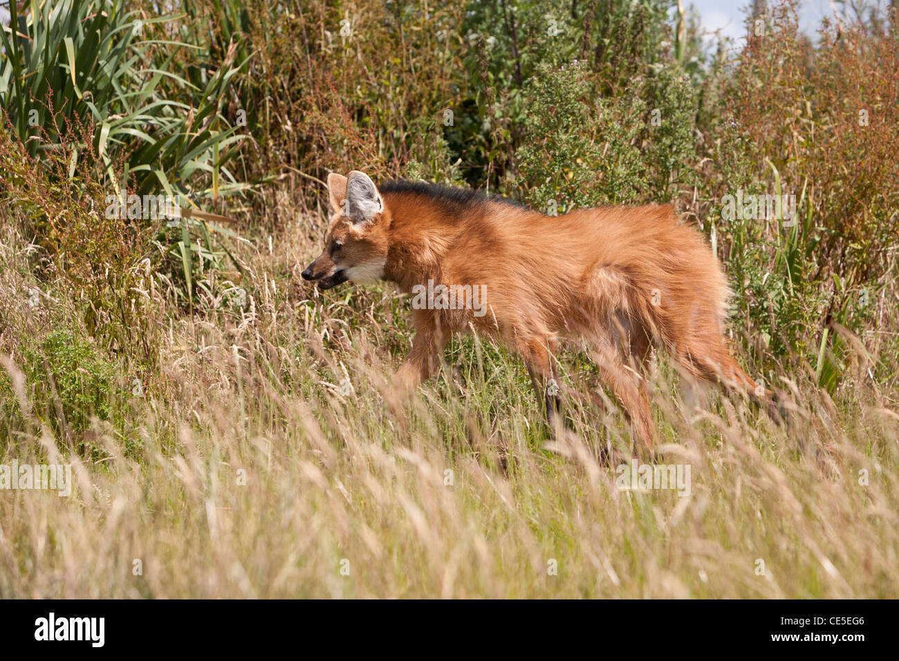 Red Crisocione (Chrysocyon brachyurus) Foto Stock