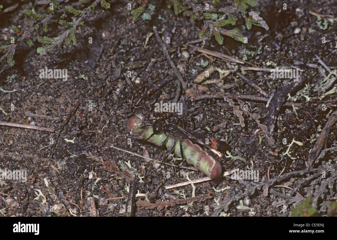 Sabbia Wasp (Ammophila sp) con caterpillar. Regno Unito Foto Stock