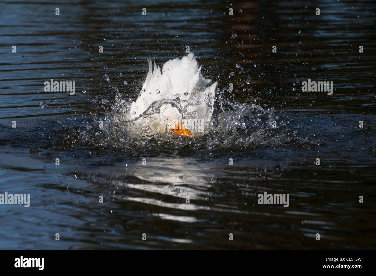 Bianco con anatra becco giallo schizzi in acqua Foto Stock