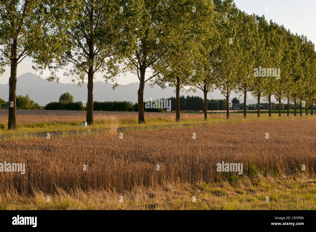 Campo di grano e la fila di alberi in Limagne con sullo sfondo Le Puy-de-Dôme, Foto Stock