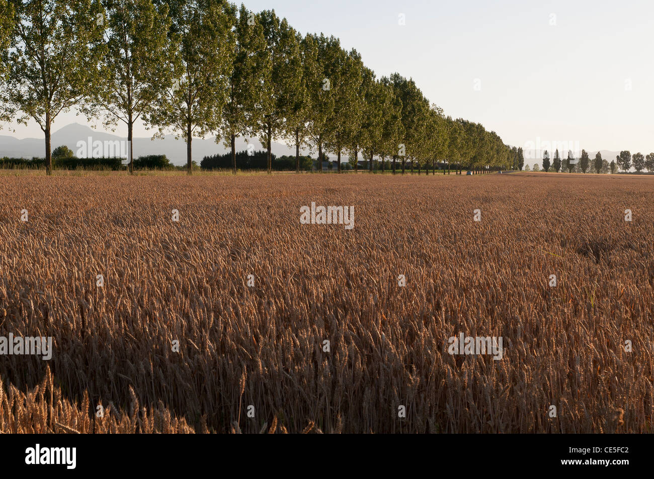Campo di grano e la fila di alberi in Limagne con sullo sfondo Le Puy-de-Dôme, Foto Stock
