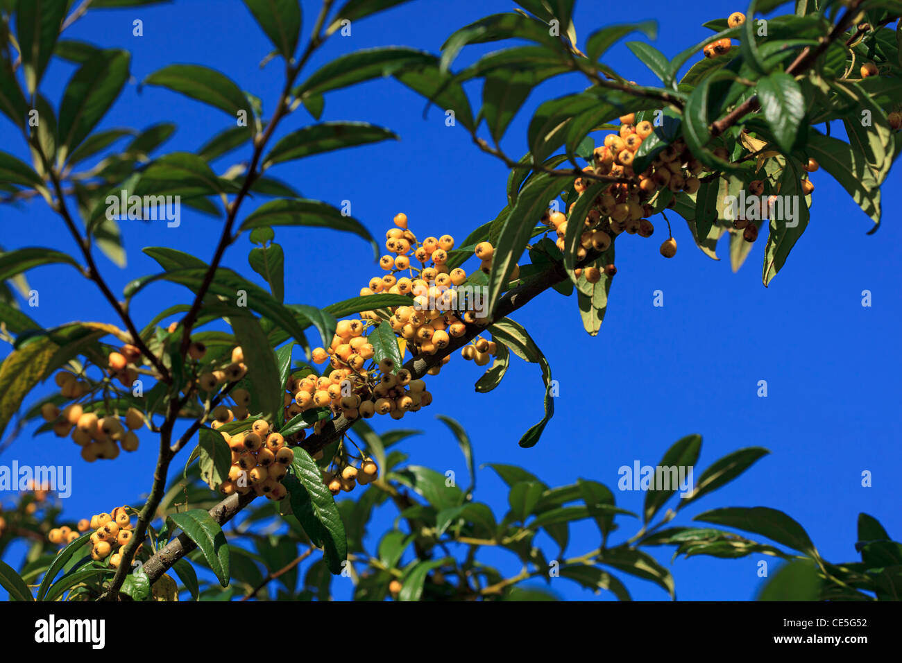 Cotoneaster 'Rothschildianus' contro un profondo cielo blu nel tardo autunno Foto Stock