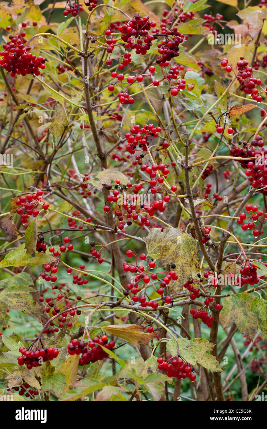 Bacche rosse di Viburnum Opulus, viburno Rose Foto Stock