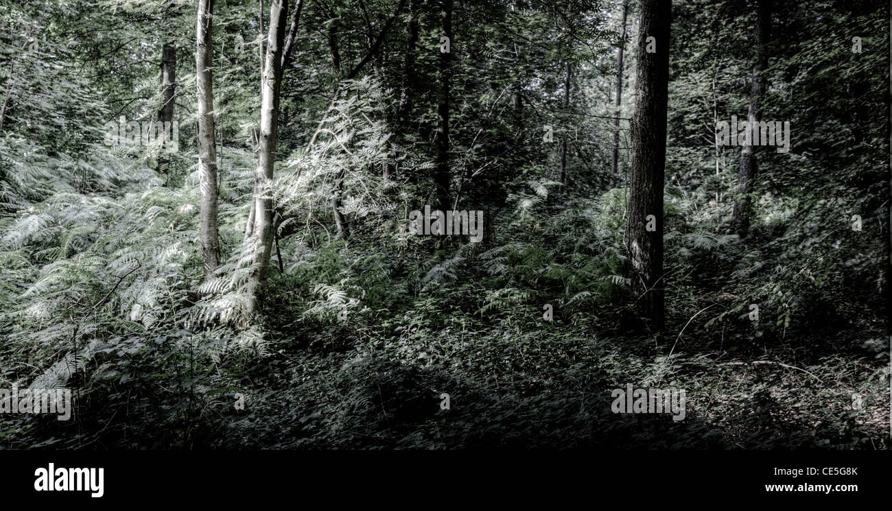 Alberi da bosco di sfondo Foto Stock
