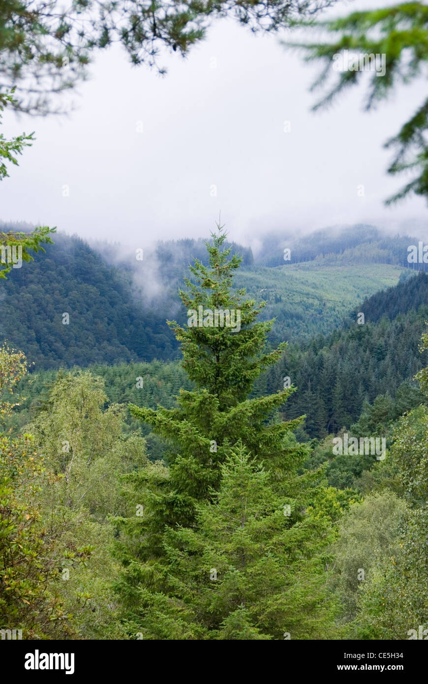 Albero sempreverde incorniciato da foglie di albero con lo sfondo della collina avvolta da nubi di pioggia, Wales, Regno Unito Foto Stock