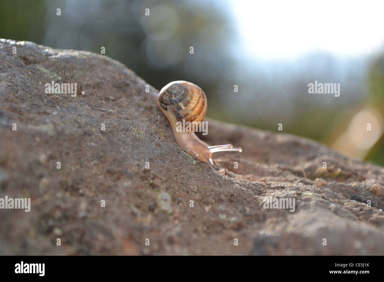 Sundial Shell animale lento pavimento in pietra a piedi delicato baby salita discesa drooling avvisatore acustico Foto Stock