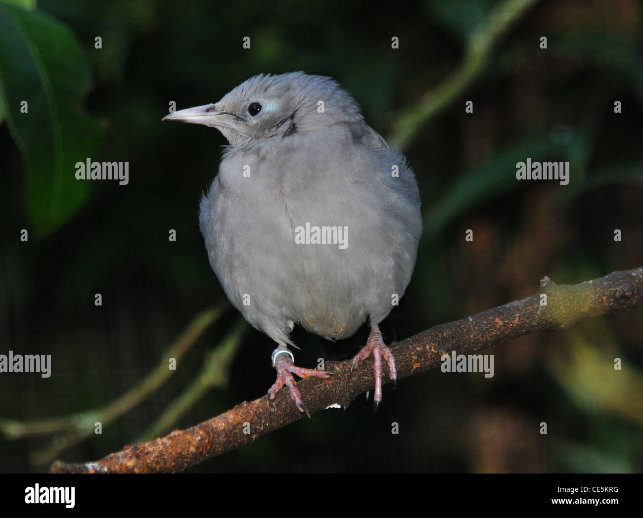 WATTLED STARLING A BIRDWORLD vicino a Farnham, Surrey Foto Stock