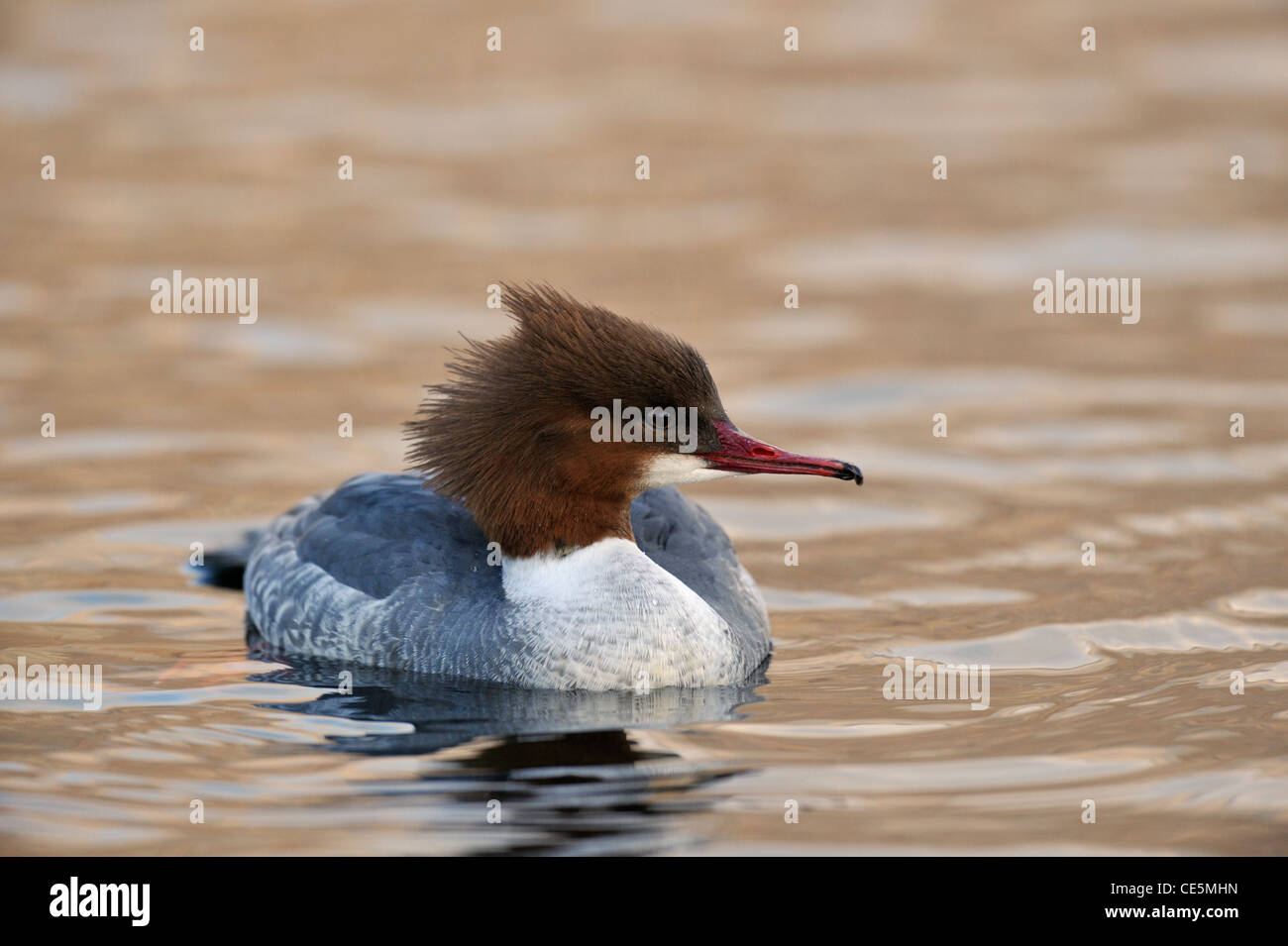 Smergo maggiore (Mergus merganser) Foto Stock