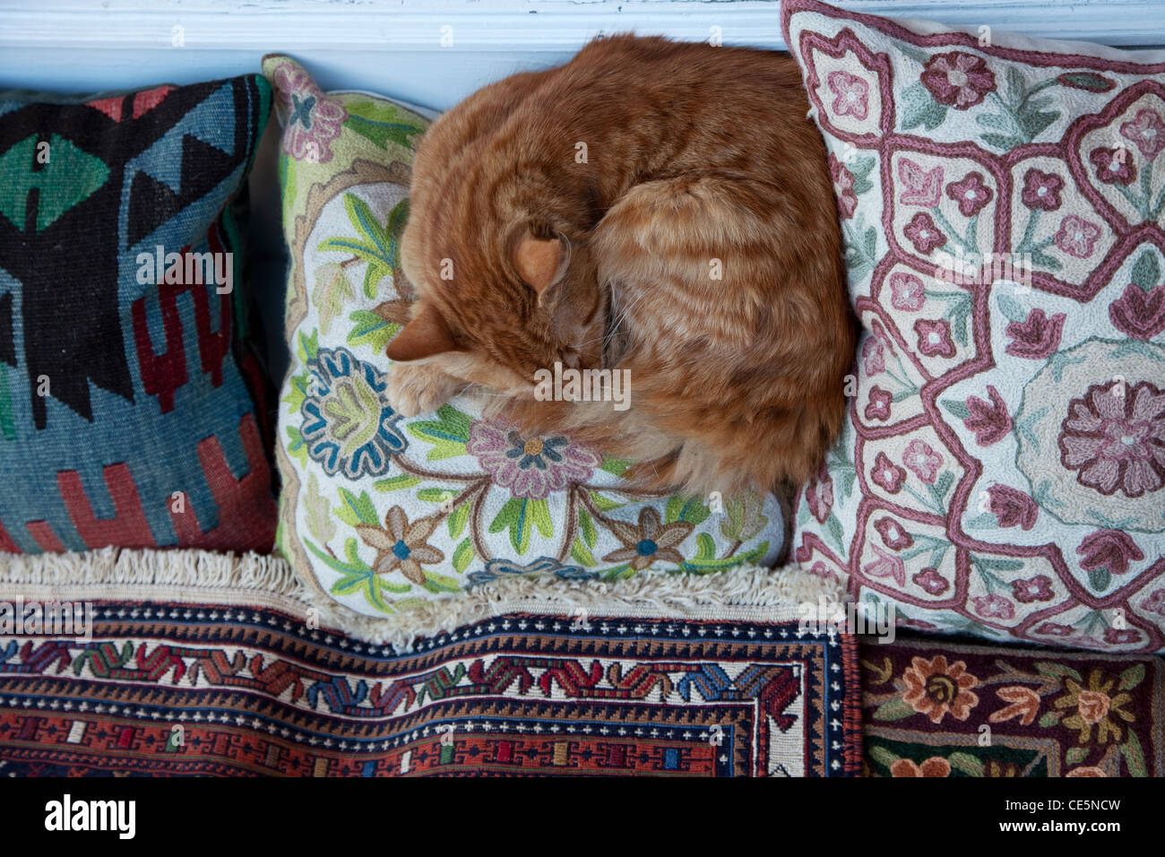 Gatto NEL MERCATO DI ISTANBUL Foto Stock