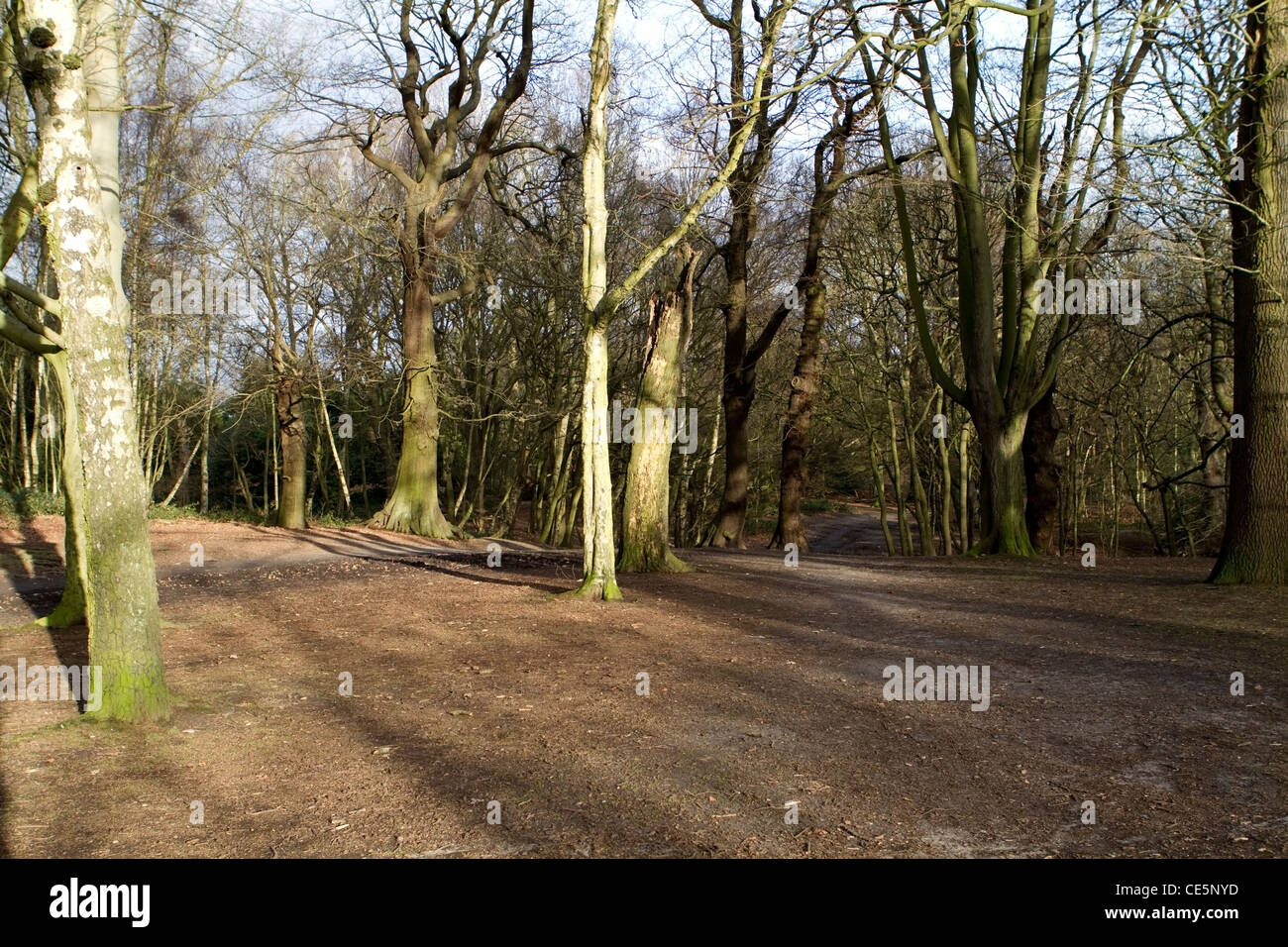 Boschi di Hampstead Heath a Londra del nord Foto Stock