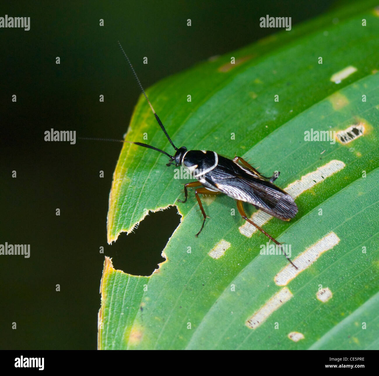 Gli insetti Costa Rica Foto Stock