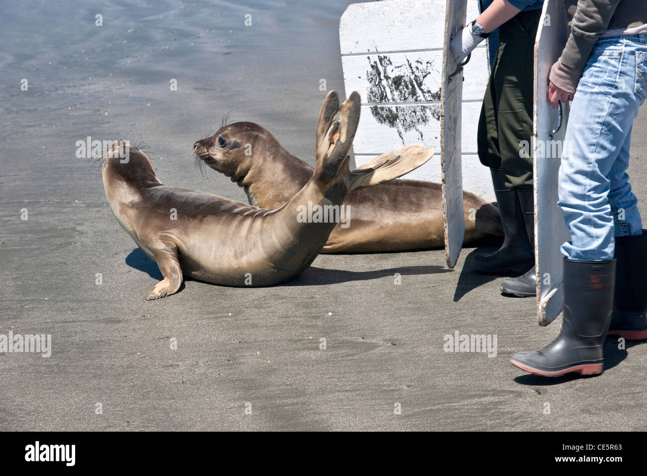Volontari imbarco/rilascio di 'rescued & riabilitato' suinetto svezzato foche elefanti. Foto Stock
