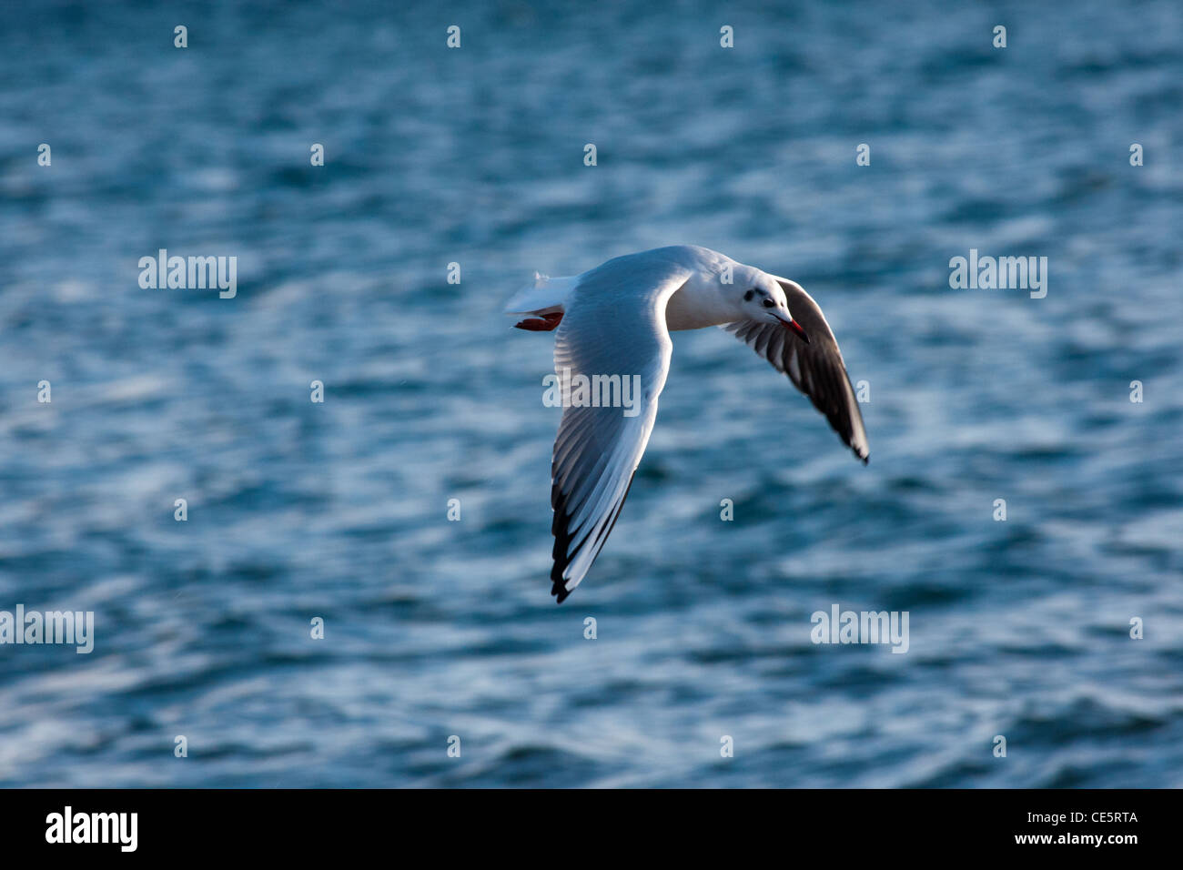 Volo del Gabbiano Foto Stock